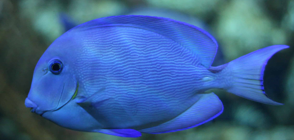 Top 10 Beautiful Fishes