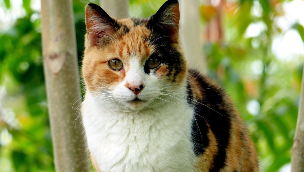 Calico cats