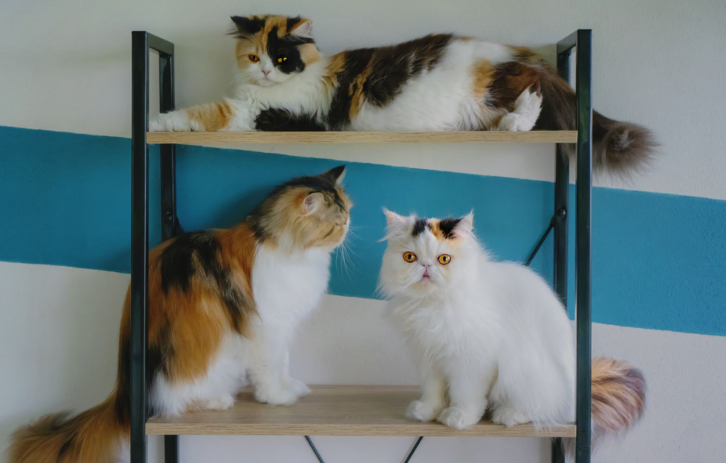 Calico cats