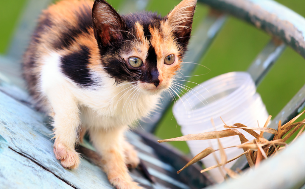 Calico cats