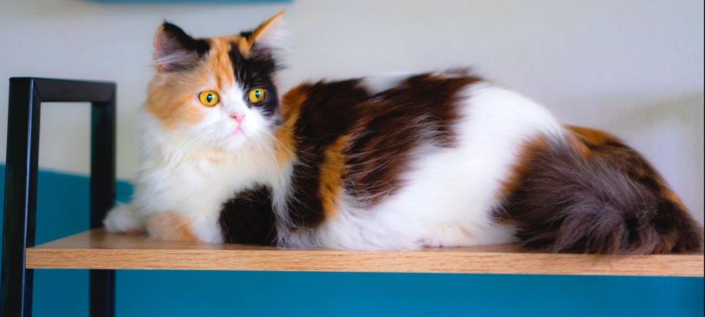 Calico cats