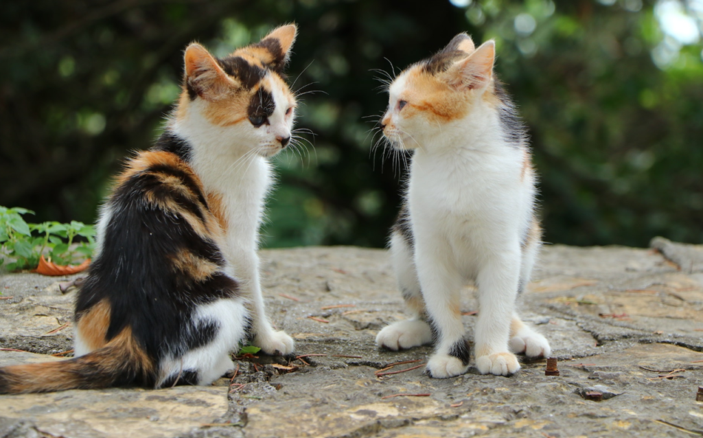 Calico cats