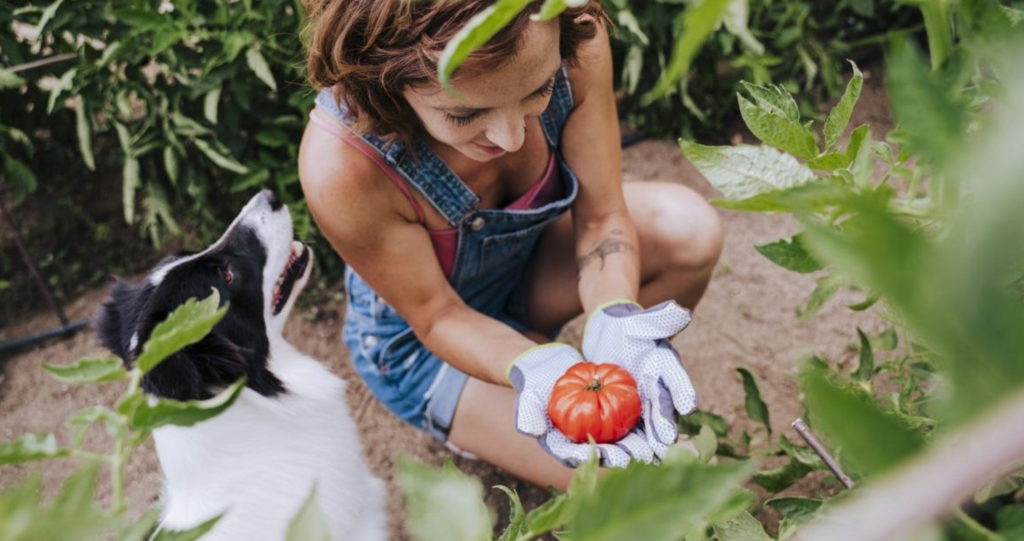 Can Dogs Eat Tomatoes