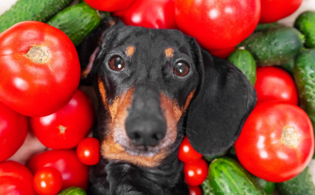 Can Dogs Eat Tomatoes