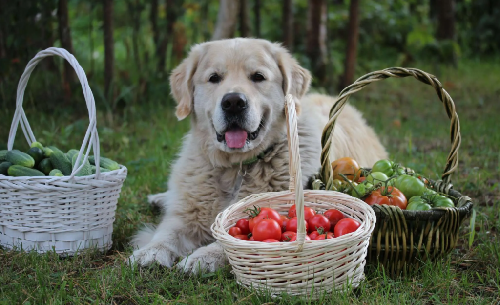 Can Dogs Eat Tomatoes