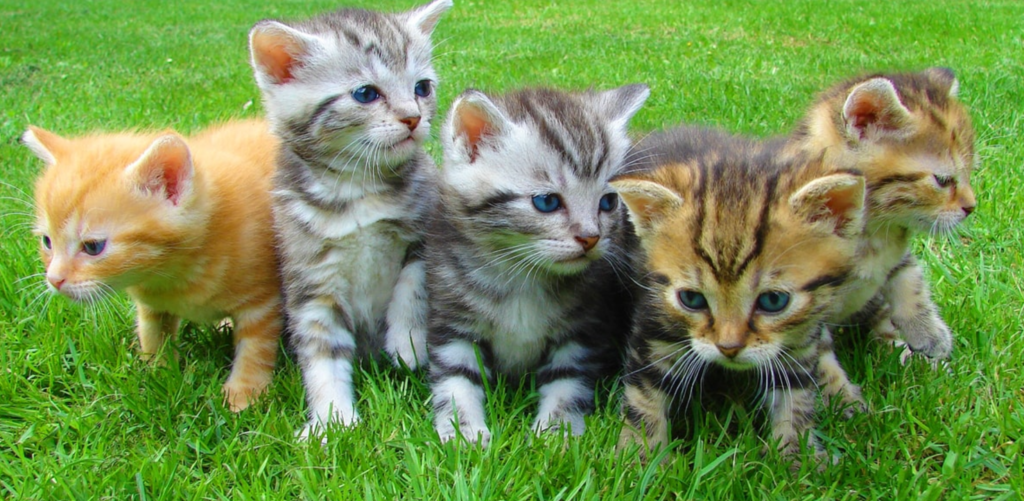 Cute Kittens