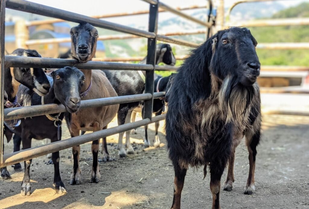 Damascus Goat