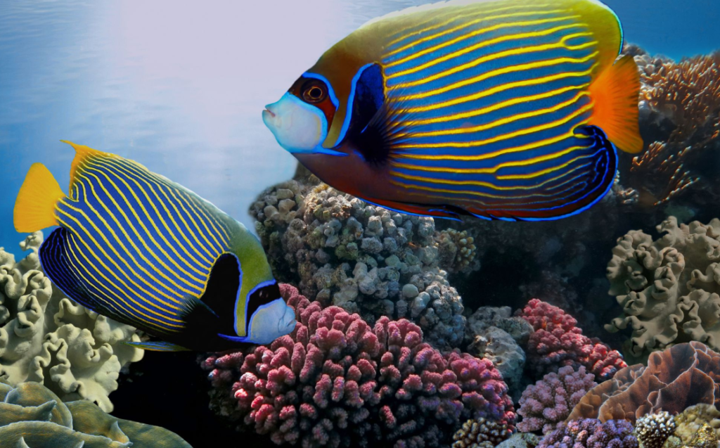 Top 10 Beautiful Fishes