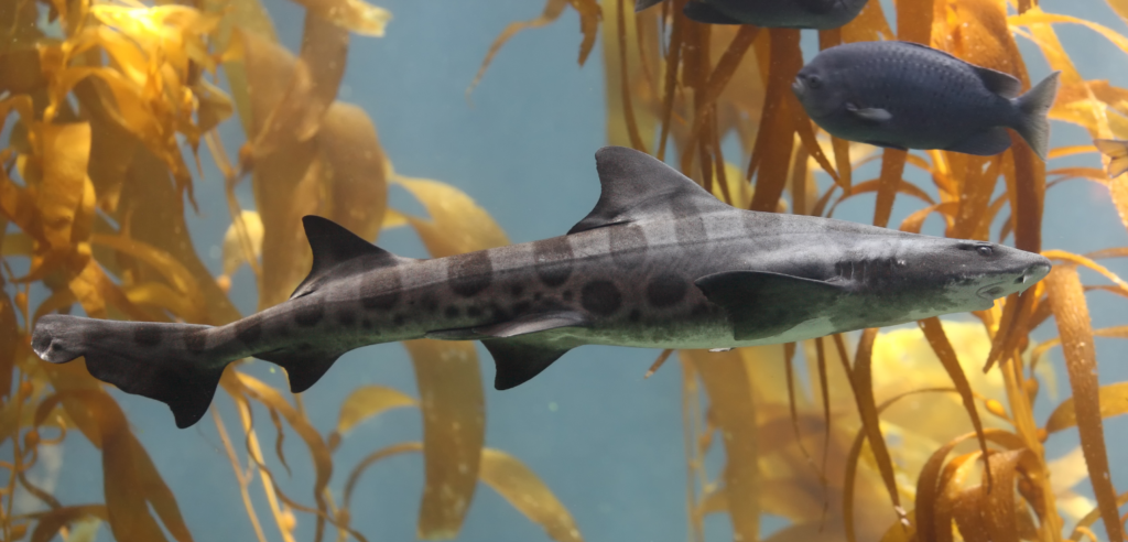 leopard shark