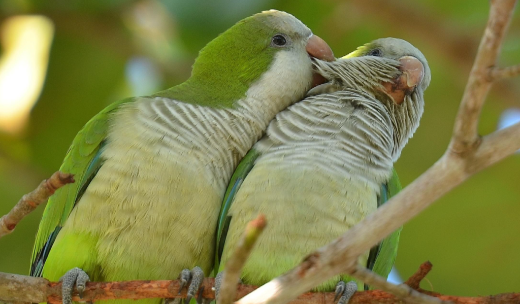 Quaker Parrots