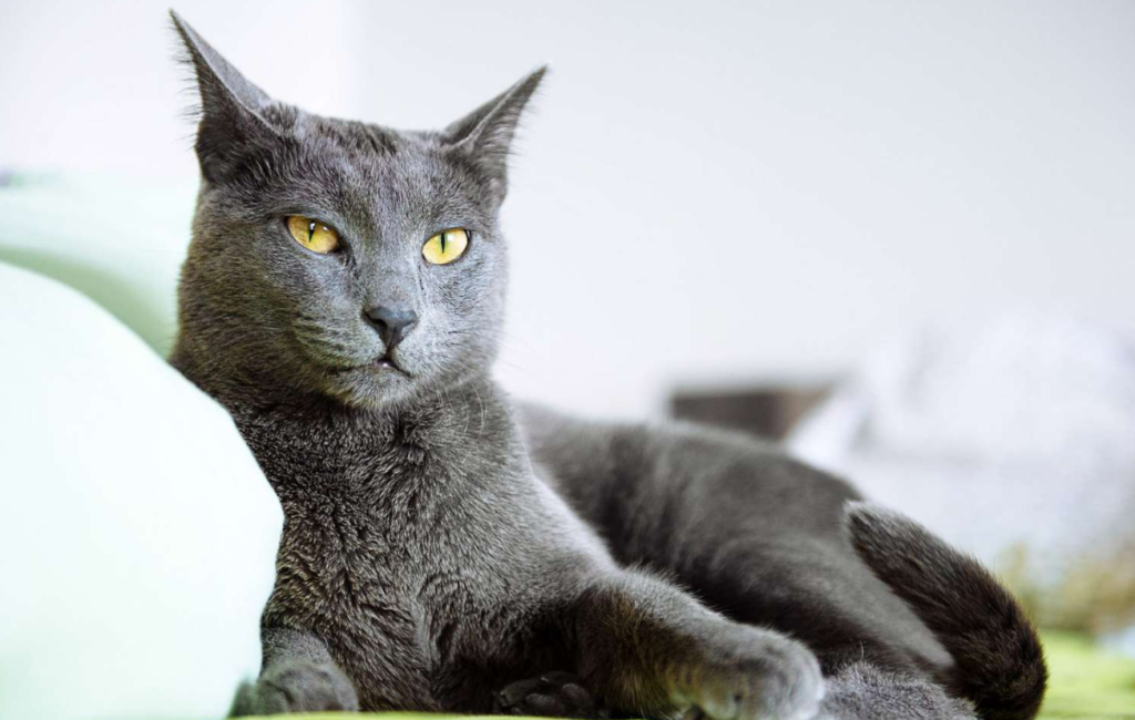 Russian Blue Kittens