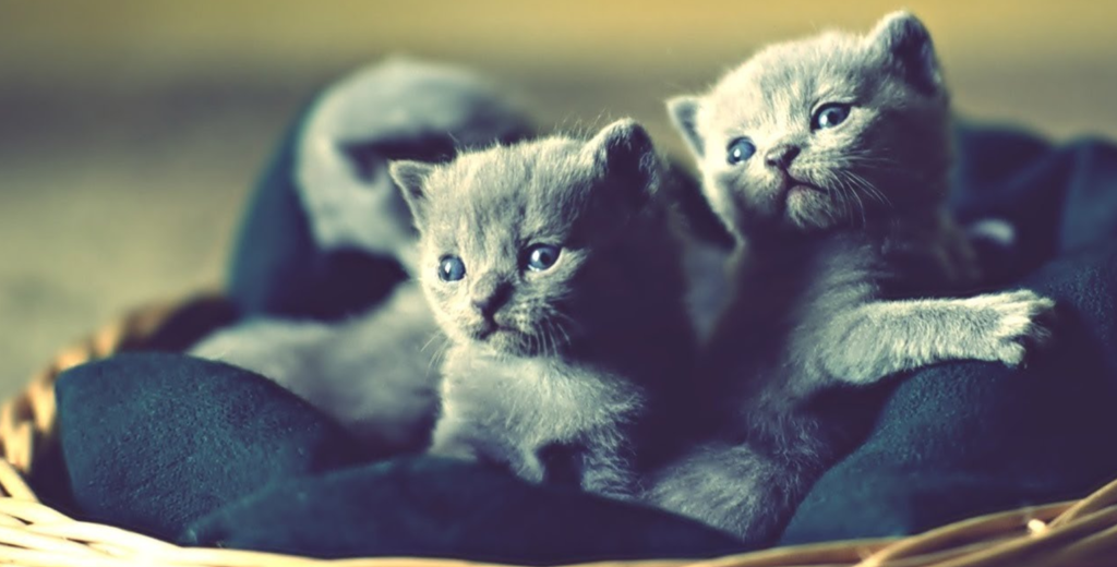 Russian Blue Kittens