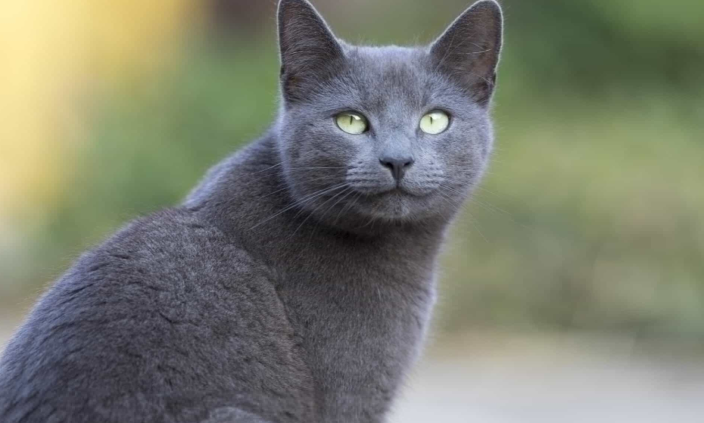 Russian Blue Kittens