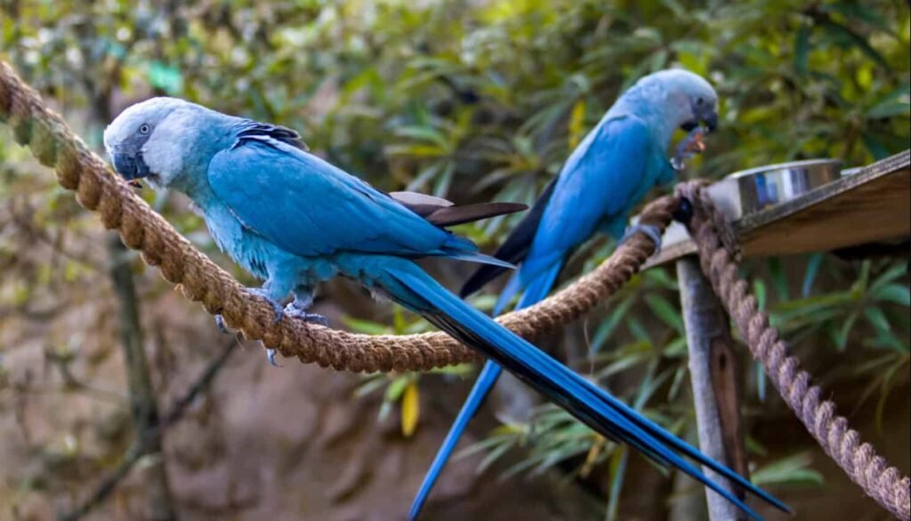 Spix's Macaw