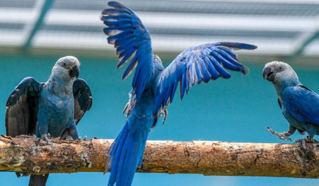 Spix's Macaw