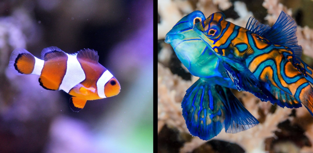 Top 10 Beautiful Fishes