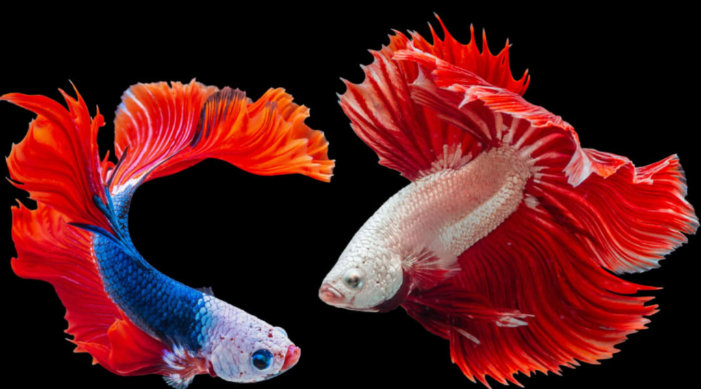 Top 10 Beautiful Fishes