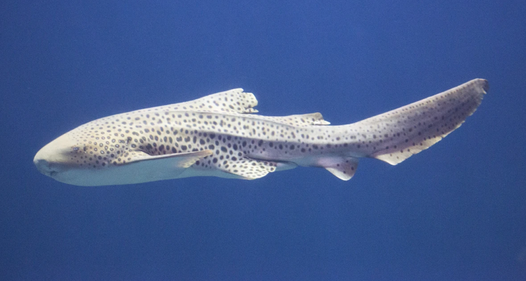 Zebra shark