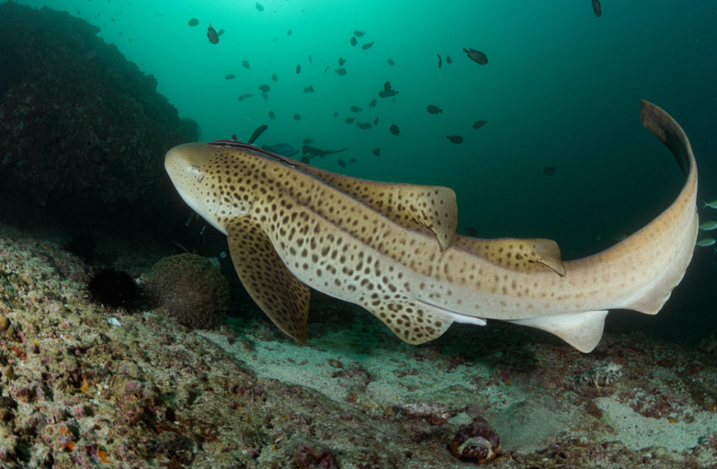 Zebra shark