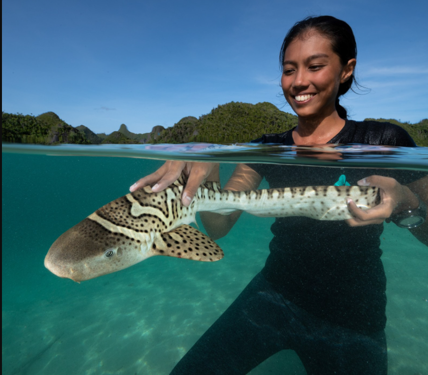 Zebra shark