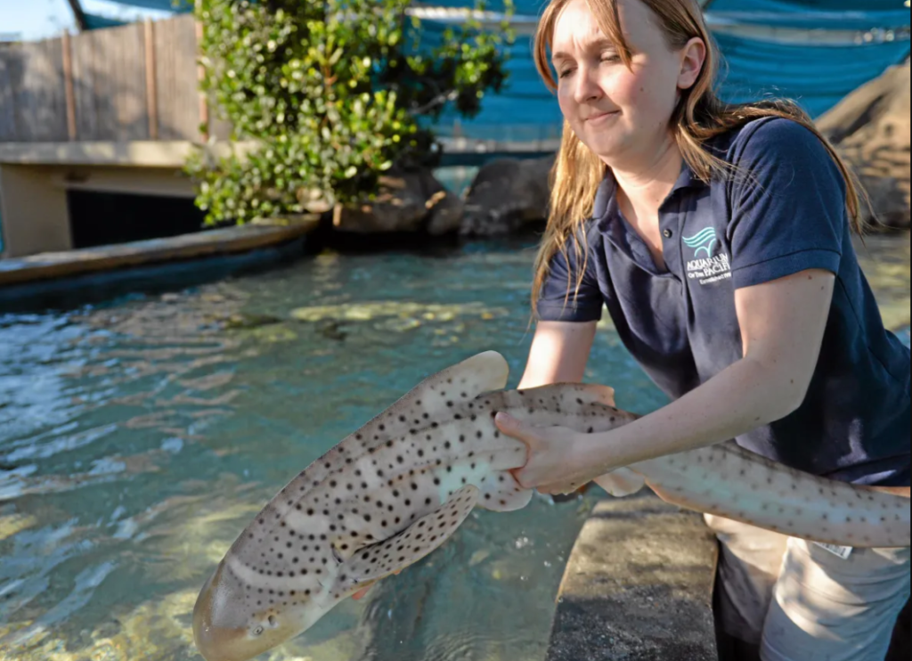 Zebra shark