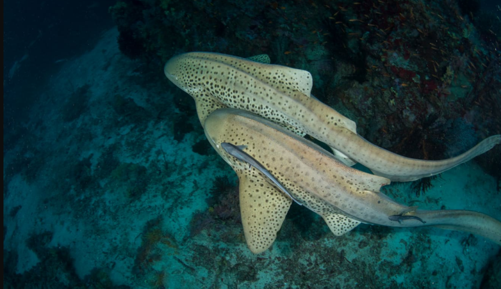 leopard shark