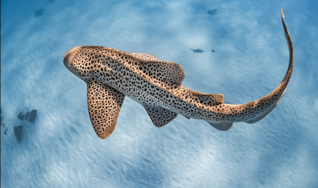 leopard shark