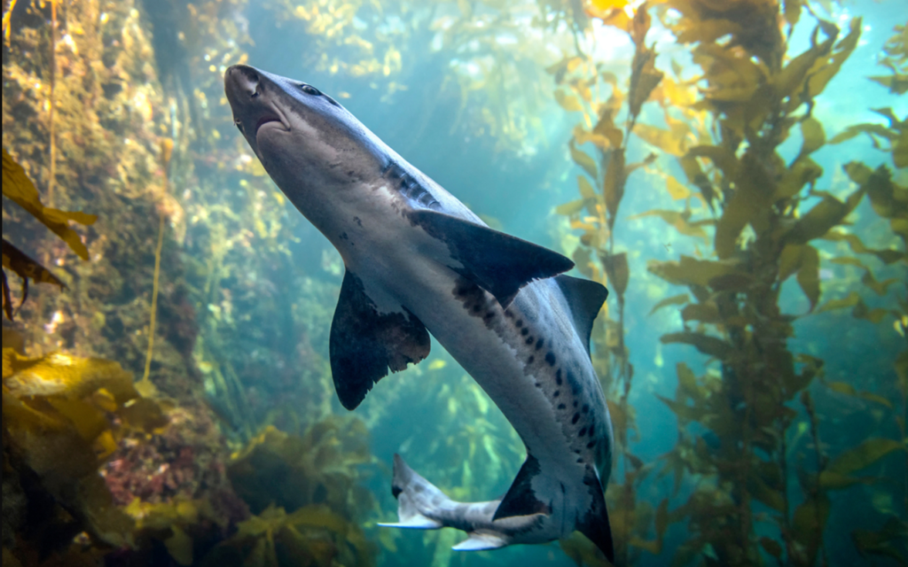 leopard shark