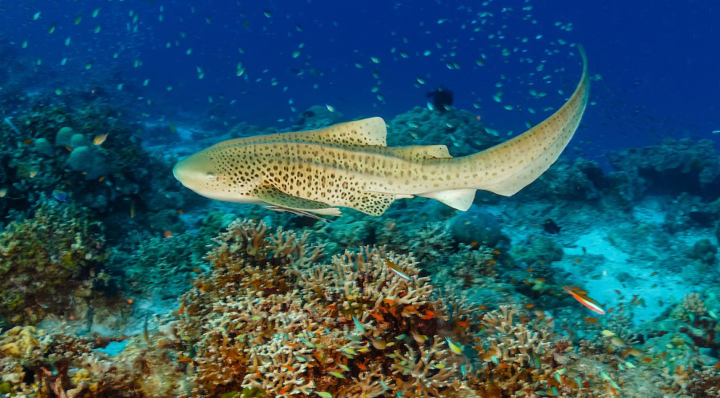 leopard shark