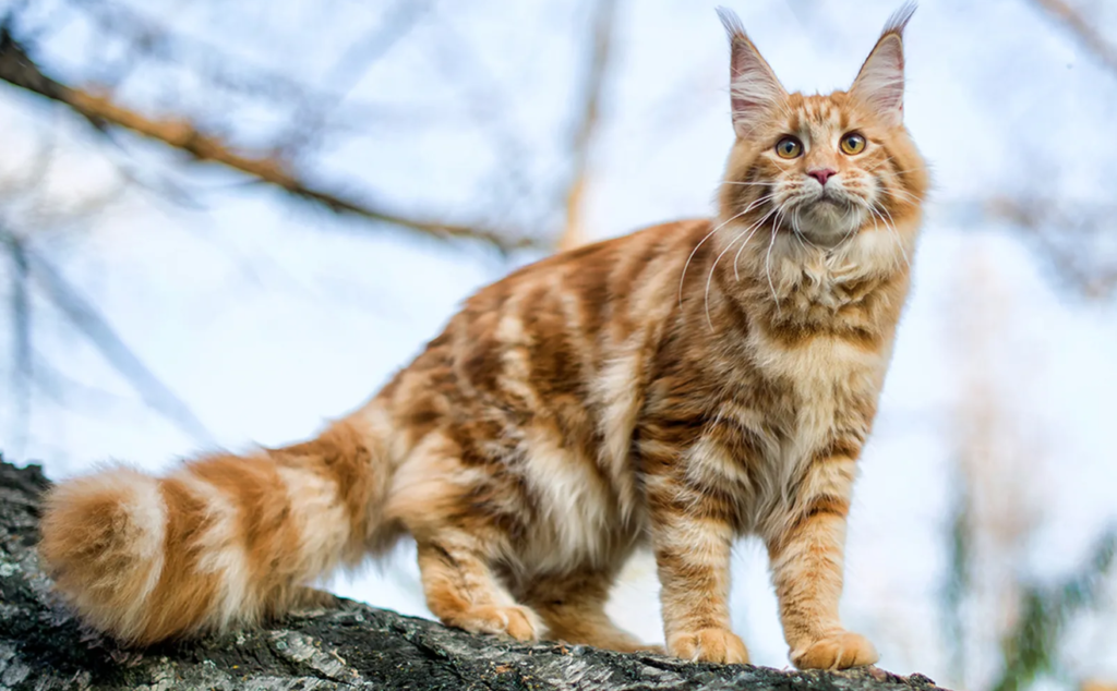 maine coon kittens for sale