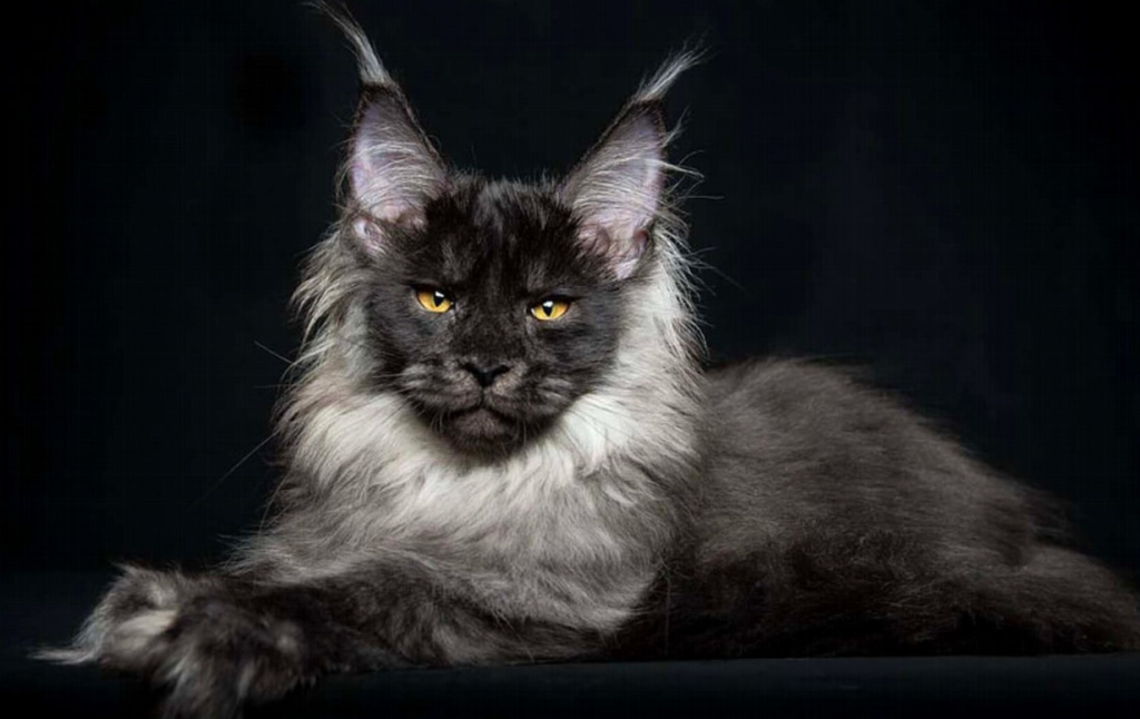 maine coon kittens for sale