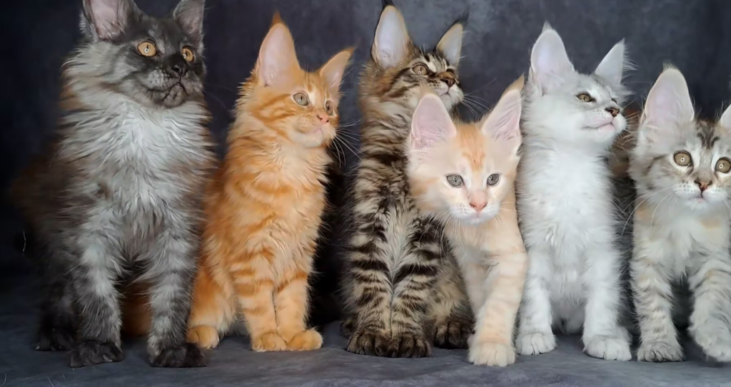 maine coon kittens for sale