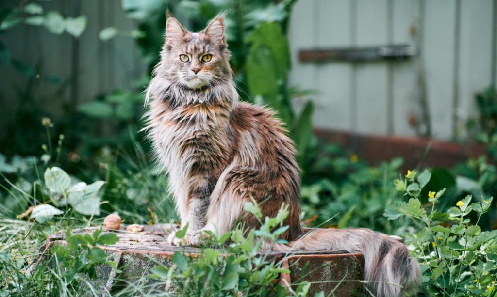 maine coon kittens for sale