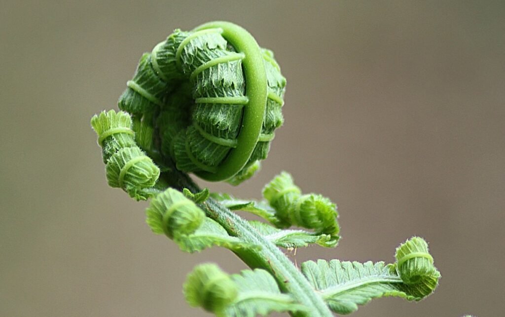 ostrich ferns