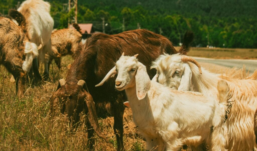 Damascus Goat