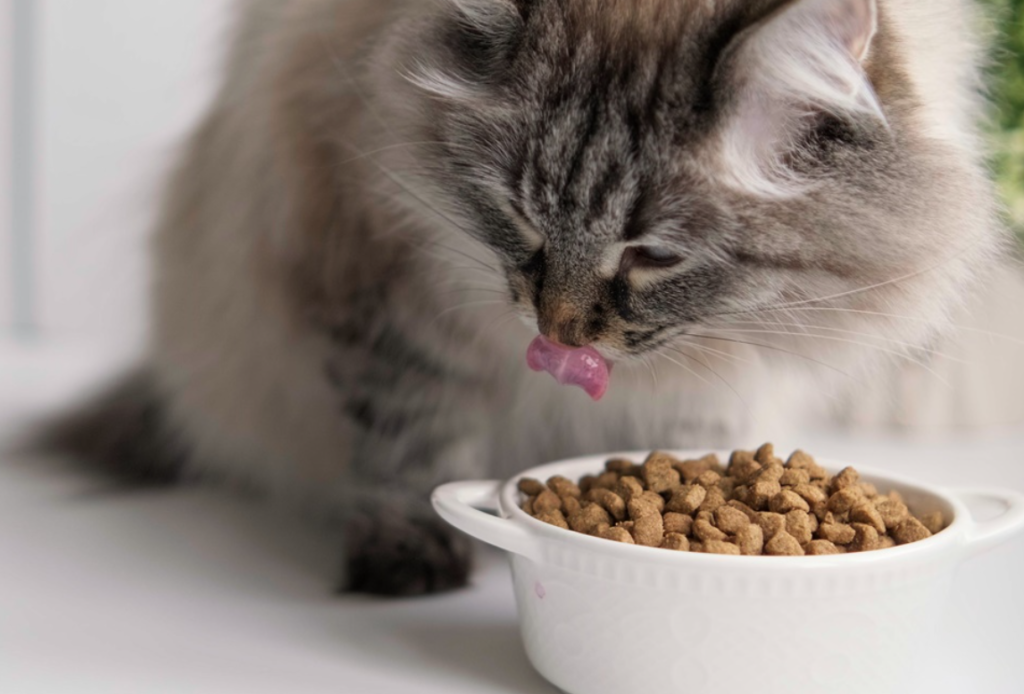 Best Cat Food in Pakistan