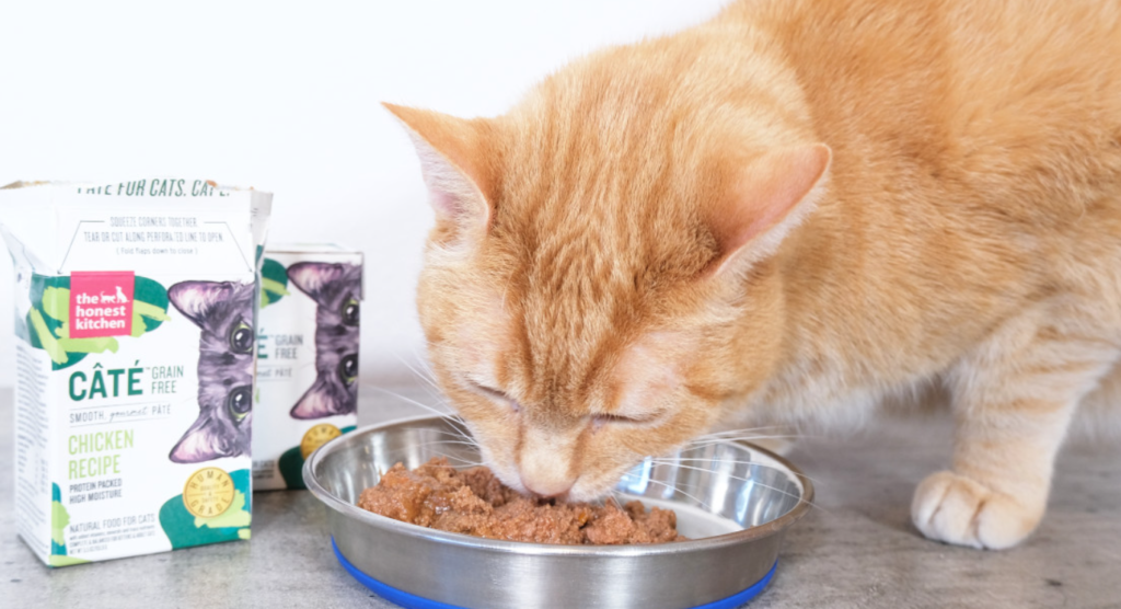 Best Kitten Food in United States