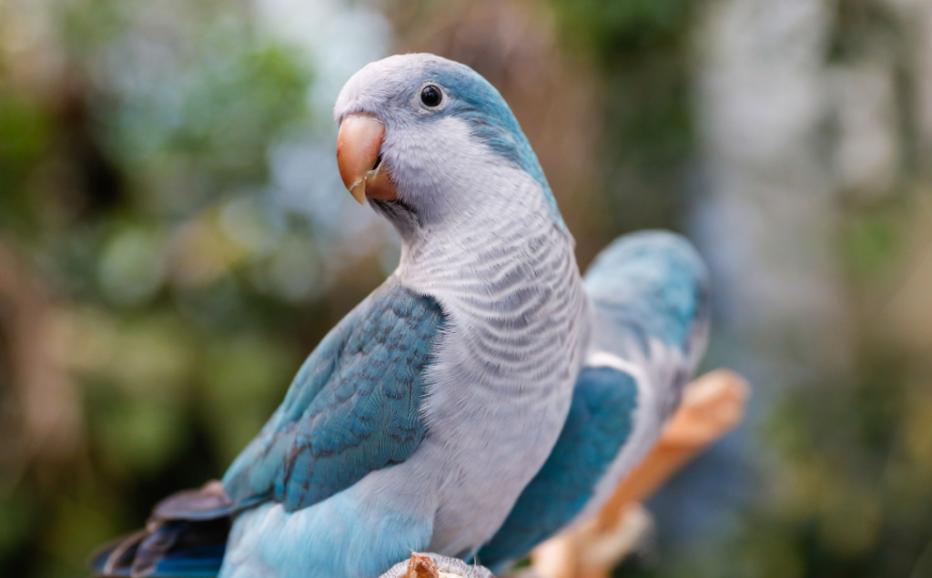 Blue Parrot