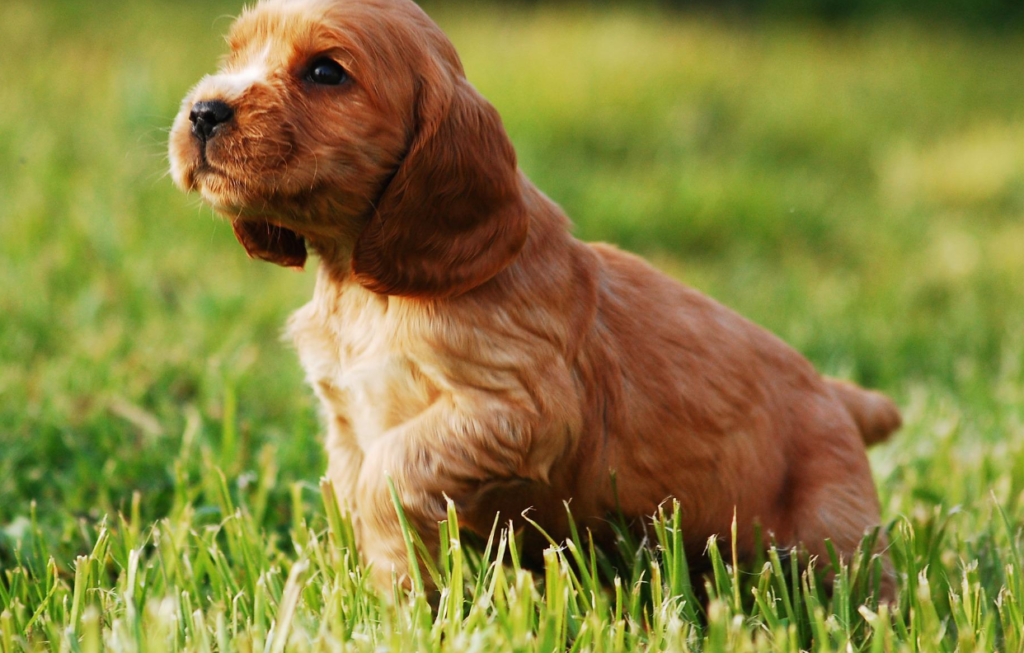 Cocker Spaniel Puppy