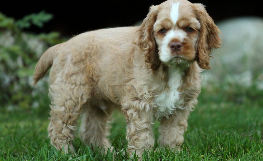 Cocker Spaniel Puppy