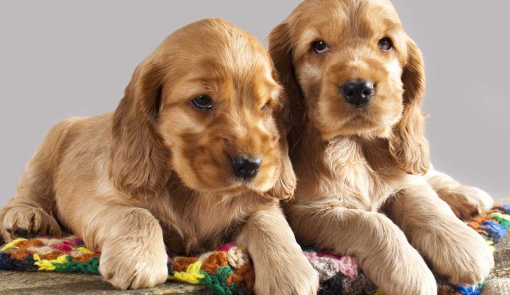 Cocker Spaniel Puppy