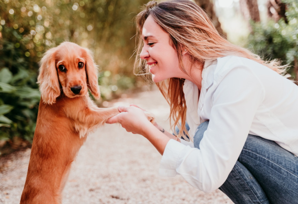 Cocker Spaniel Puppy