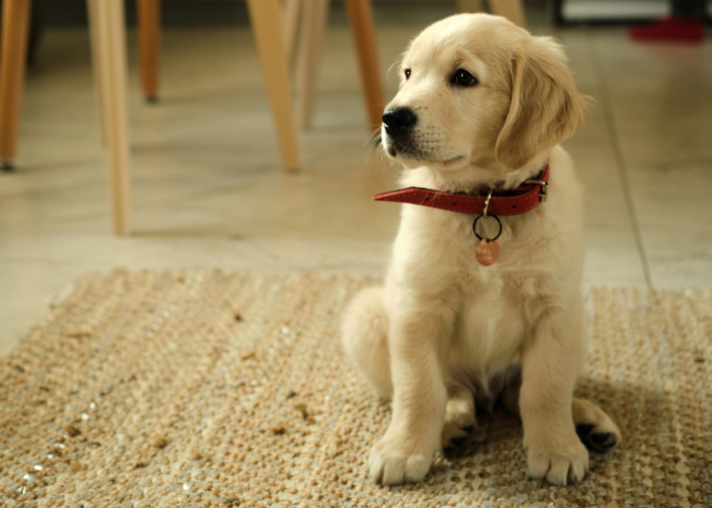 Golden Retriever Puppy