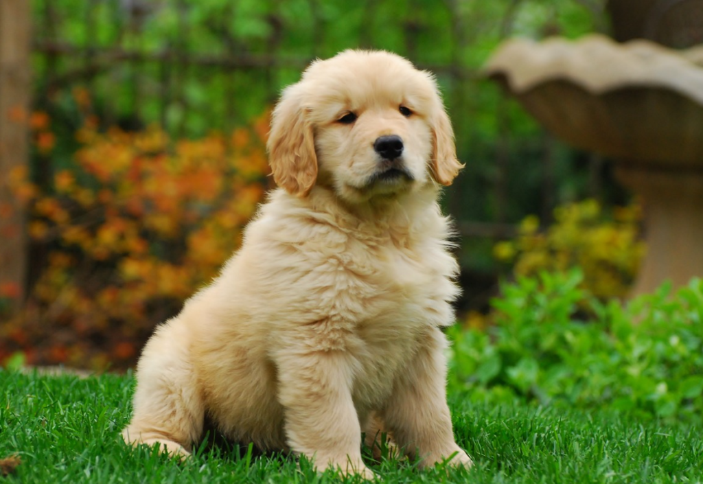 Golden Retriever Puppy