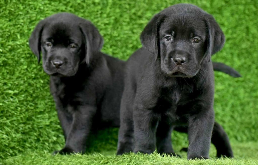 Labrador Puppy