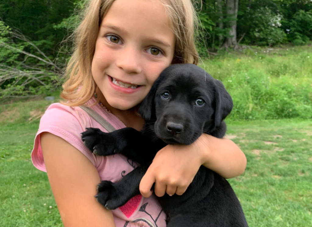 Labrador Puppy