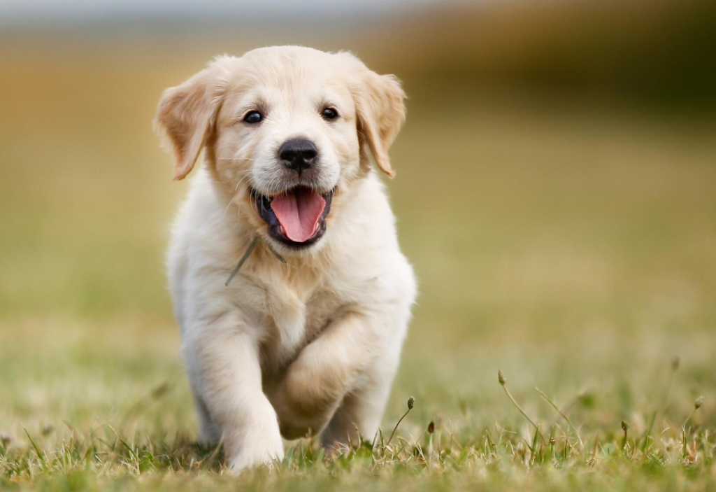 Top 10 Pet Animals for Home