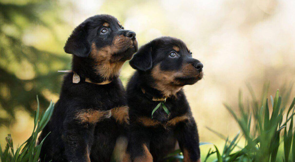 Rottweiler Puppy