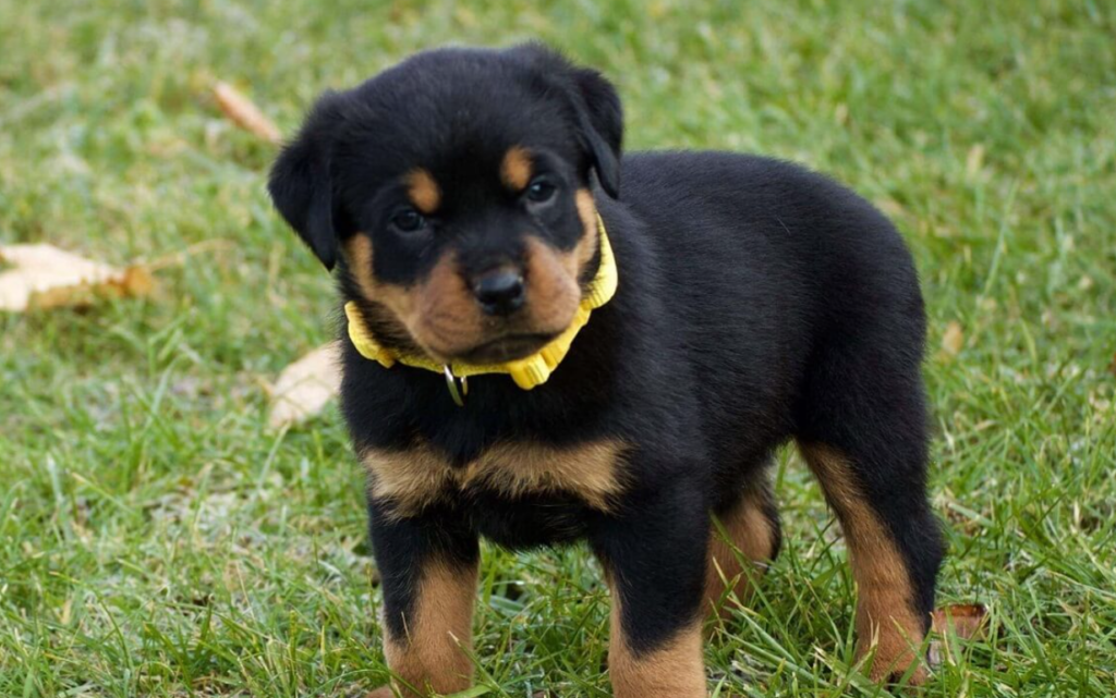 Rottweiler Puppy