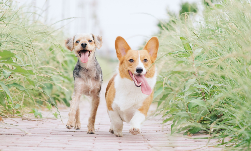 Tesco pet Insurance